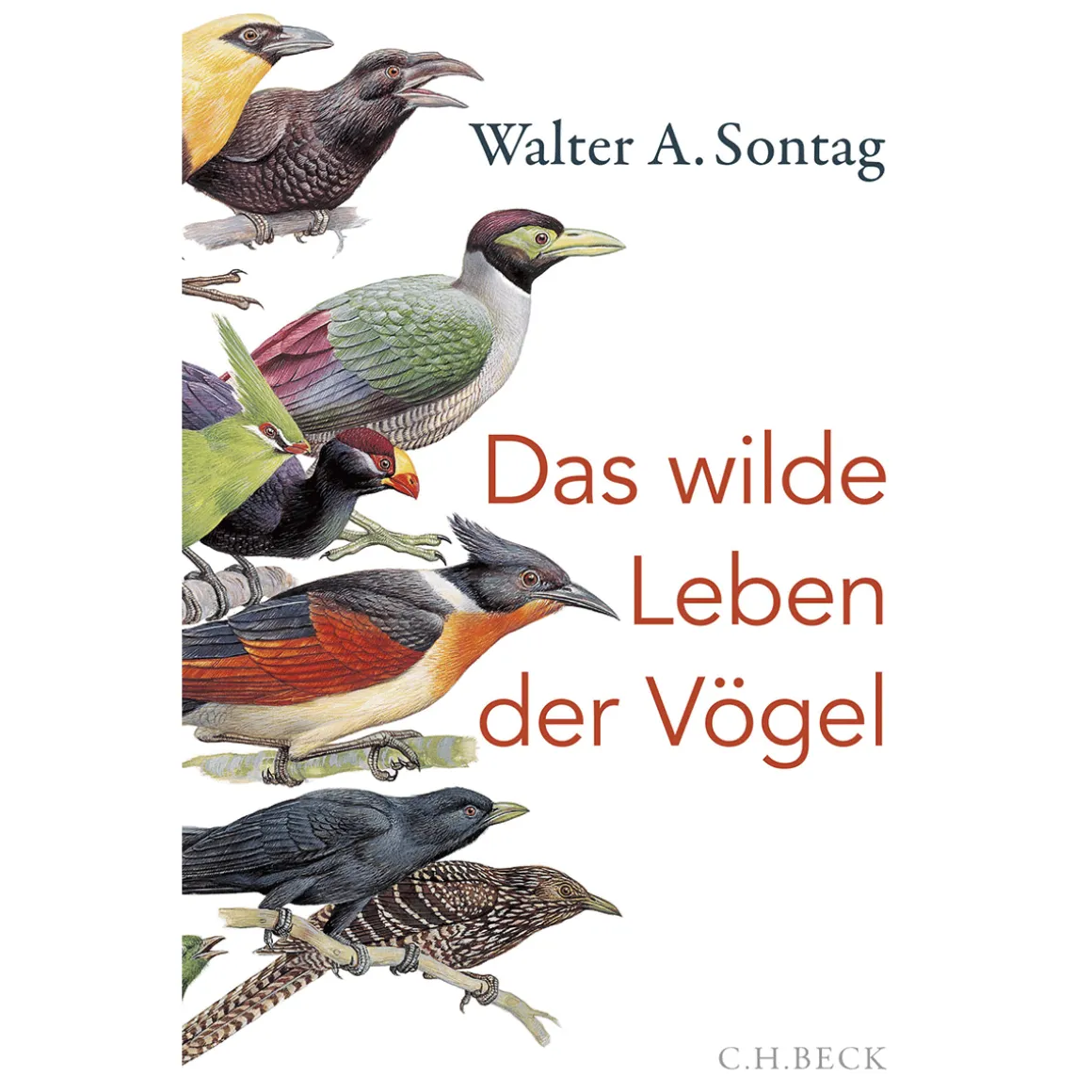 Das wilde Leben der Vögel. Von Nachtschwärmern, Kuckuckskindern und leidenschaftlichen Sängern.