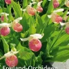 Freiland-Orchideen. Erfolgreich pflanzen und pflegen.
