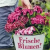 Frische Blumen!