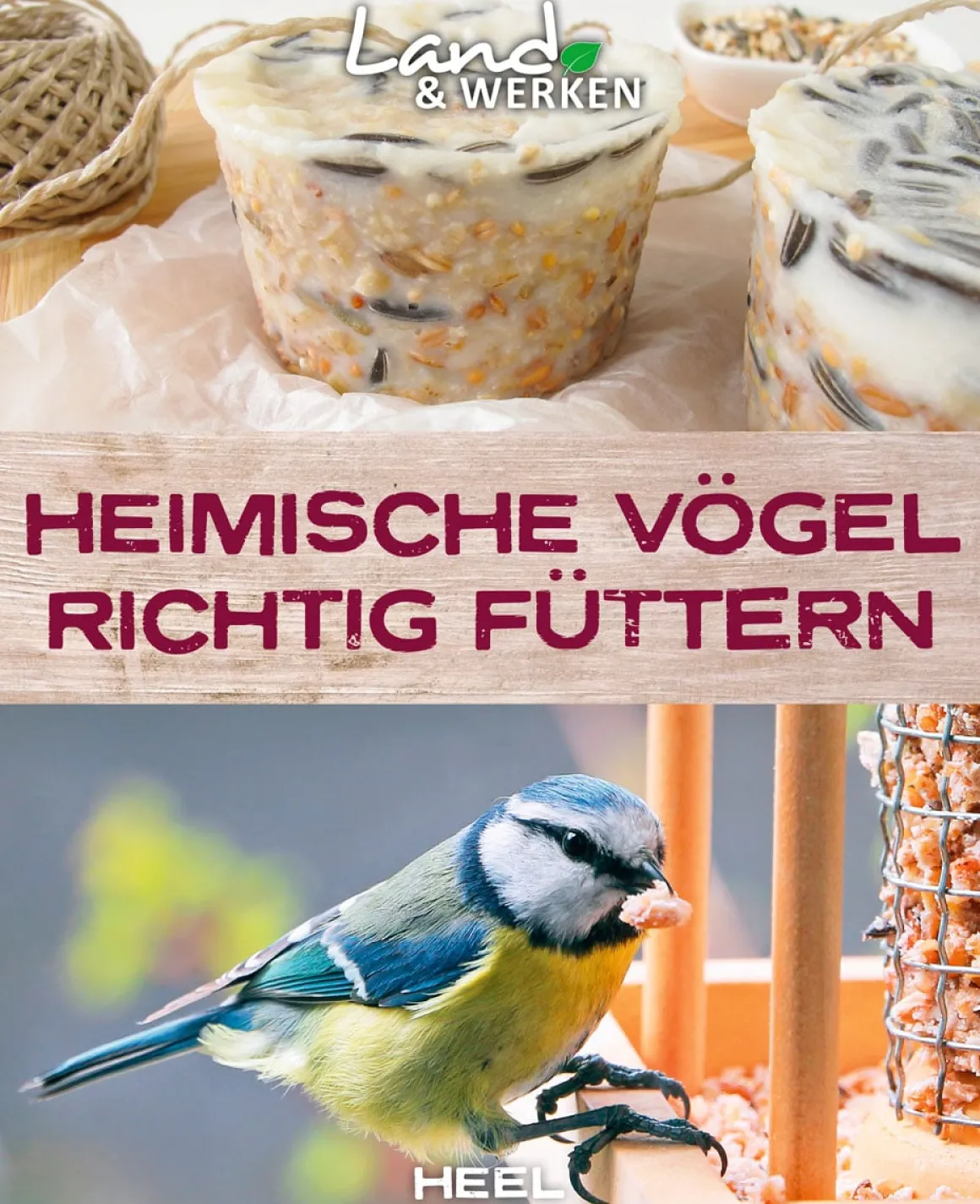 Heimische Vögel richtig füttern.