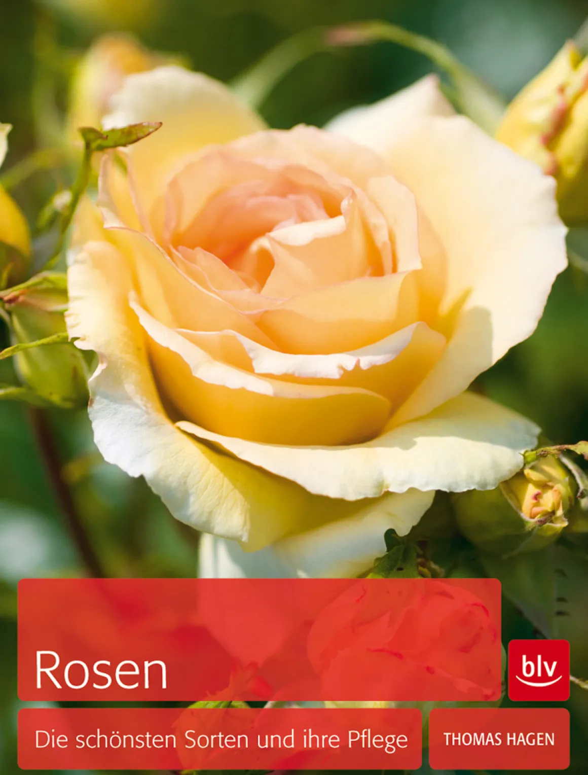 Rosen. Die schönsten Sorten und ihre Pflege.