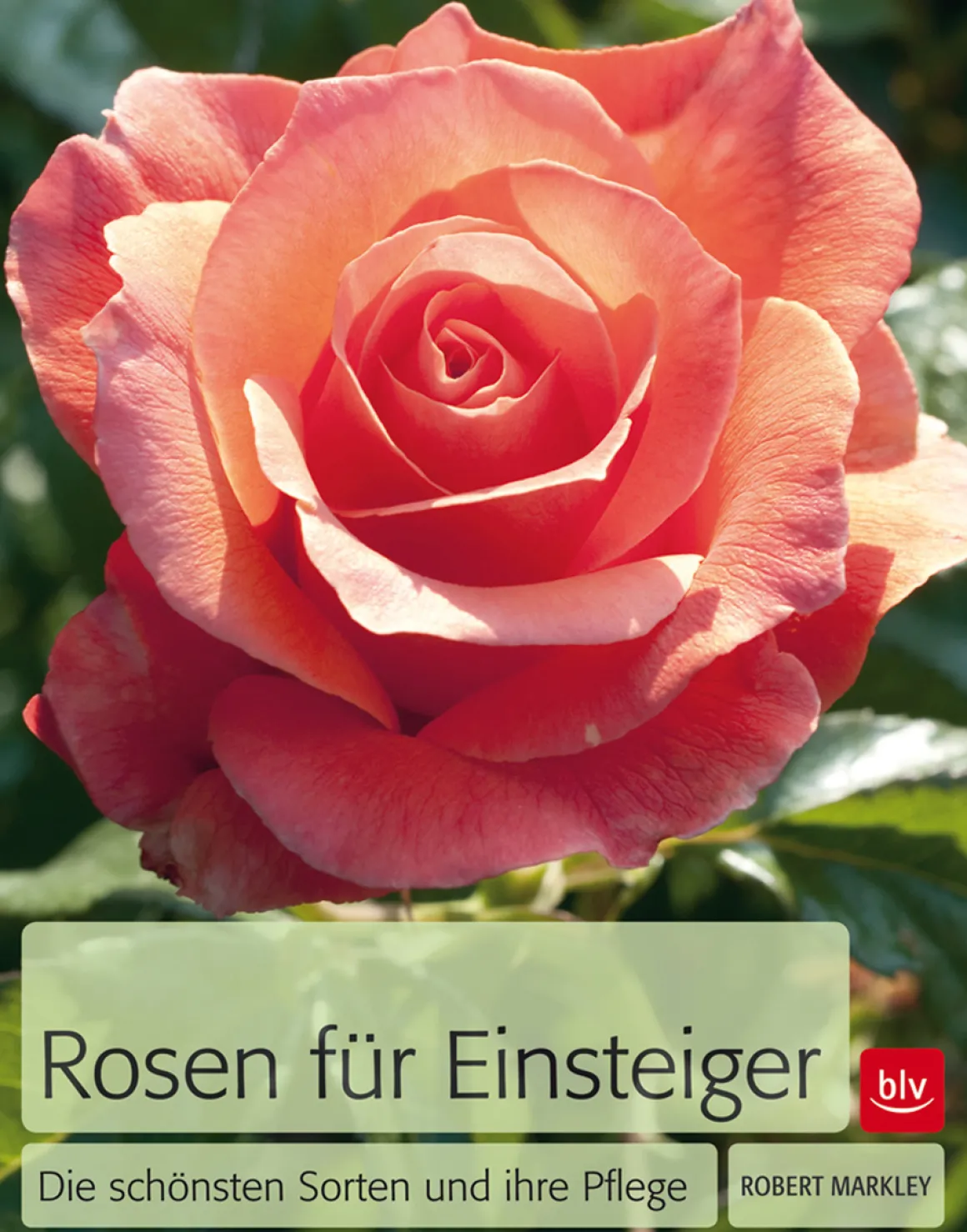 Rosen für Einsteiger. Die schönsten Sorten und ihre Pflege.
