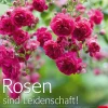 Rosen sind Leidenschaft! Die Geheimnisse echter Rosenkenner.