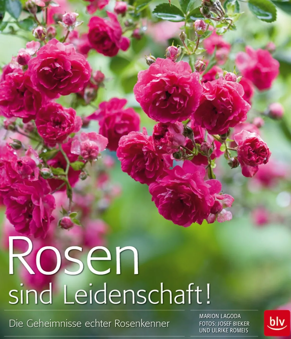 Rosen sind Leidenschaft! Die Geheimnisse echter Rosenkenner.