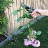 Schere für Rosen.