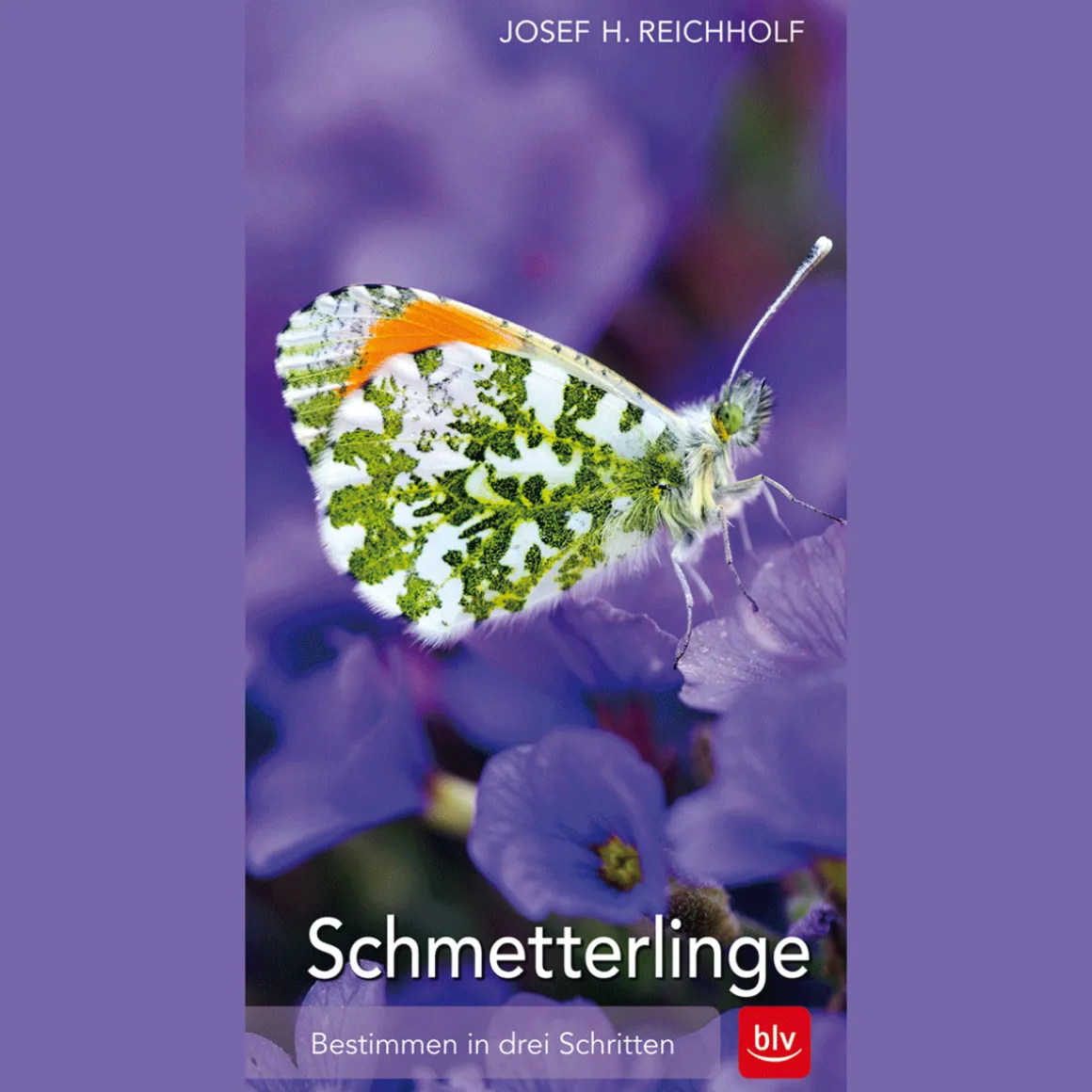 Schmetterlinge. Bestimmen in drei Schritten.