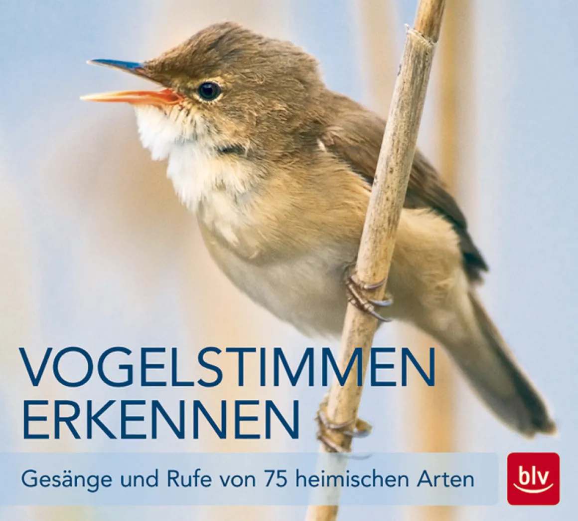 Vogelstimmen erkennen