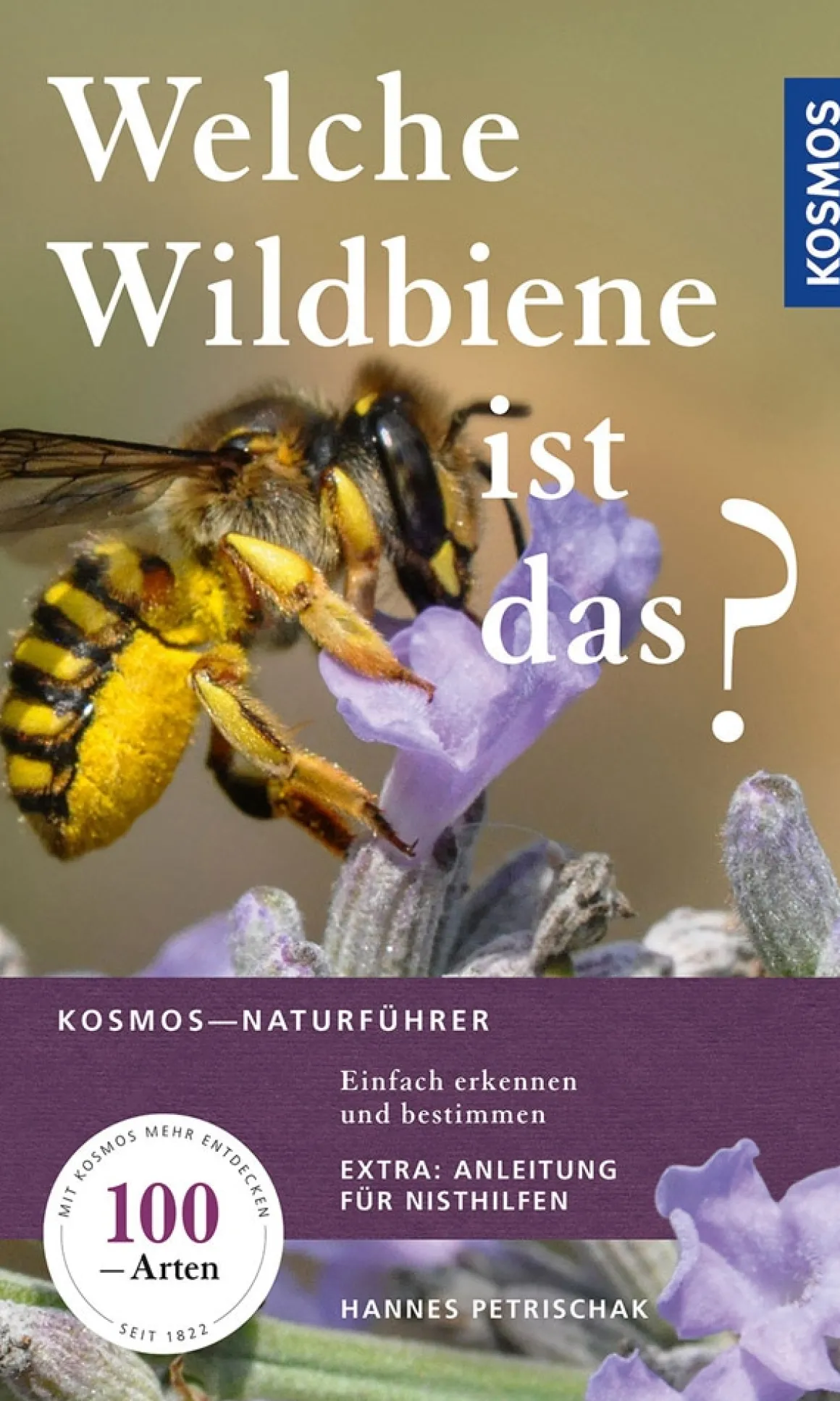 Welche Wildbiene ist das? Einfach erkennen und bestimmen.
